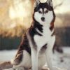 Adorable Husky Dog Paint By Numbers