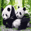 Adorable Panda Couple Paint By Numbers