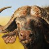 African Buffalo Animals Paint By Numbers