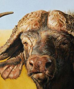 African Buffalo Animals Paint By Numbers