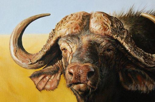 African Buffalo Animals Paint By Numbers