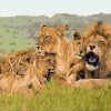 African Lion Family Paint By Numbers