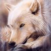 Alaskan Gray Wolf Paint By Numbers