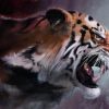 Angry Tiger Paint By Numbers