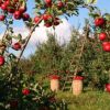 Apple Fields Paint By Numbers