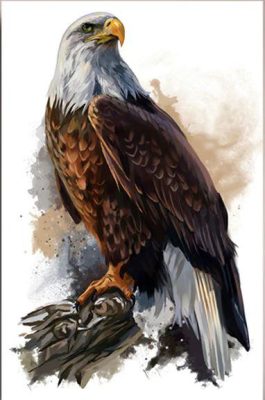 Bald Eagle on Tree Paint By Numbers