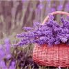 Basket of Purple Flowers Paint By Numbers