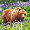 Bear in a Lavender Field Paint By Numbers