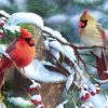 Beautiful Birds in Winter Paint By Numbers