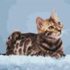 Bengal Cat Paint By Numbers