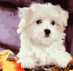 Bichon Frise Paint By Numbers