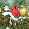 Birds in Winter Paint By Numbers
