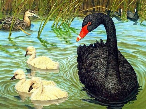 Black Duck Paint By Numbers