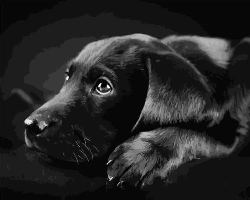 Black Labrador Retriever Paint By Numbers