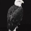 Black and White Eagle Paint By Numbers