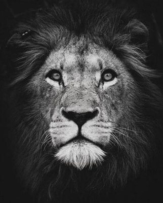 Black and White Lion Paint By Numbers