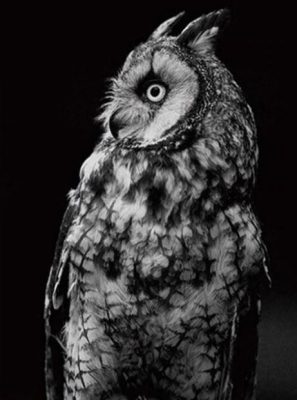Black and White Owl Paint By Numbers