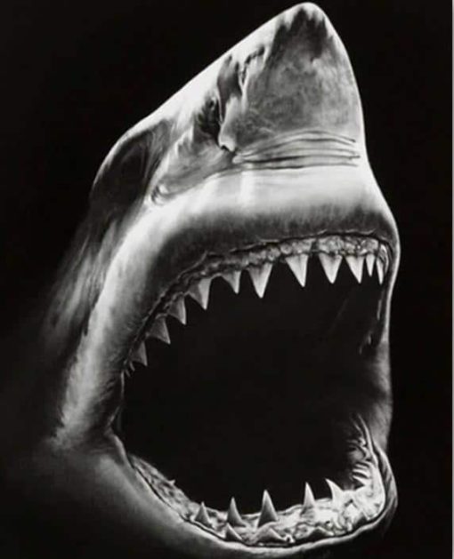 Black and White Shark Paint By Numbers