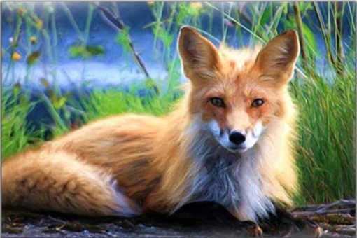 Blond Fox Paint By Numbers