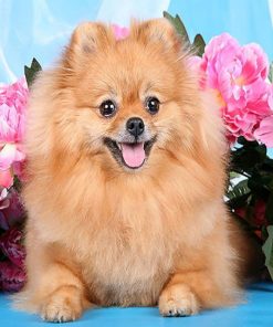 Brown Dog Pomeranian Paint By Numbers