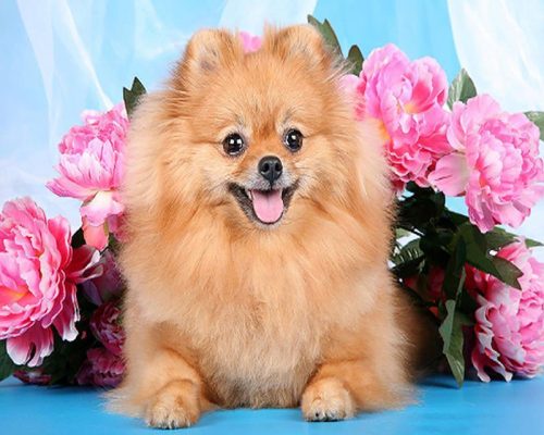 Brown Dog Pomeranian Paint By Numbers