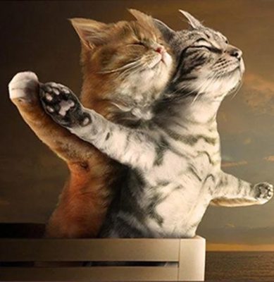 Cat Titanic Scene Paint By Numbers