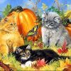 Cats with a Pumpkin Paint By Numbers