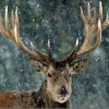 Christmas Snow Deer Paint By Numbers