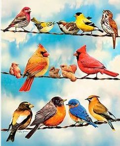 Colorful Birds On Wire Paint By Numbers