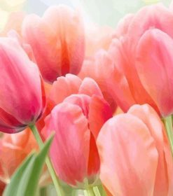 Coral Pink Tulip Paint By Numbers
