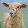 Cute Little Sheep Paint By Numbers