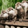 Cute Otters Paint By Numbers