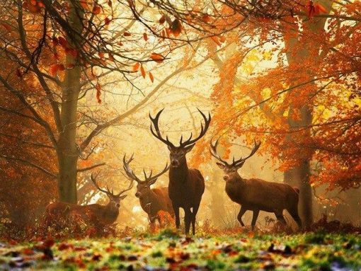 Deers in Autumn Forest Paint By Numbers