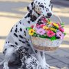 Dog With Basket Paint By Numbers