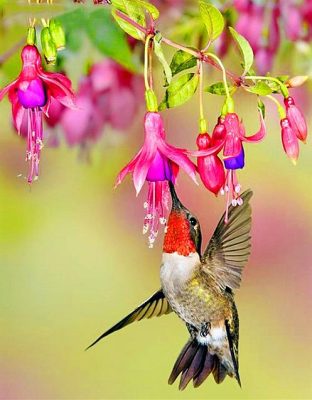Flowers With Hummingbird Paint By Numbers