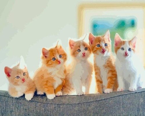 Ginger Kittens Paint By Numbers