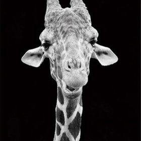 Giraffe Black And White Paint By Numbers