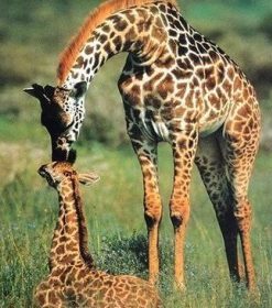 Giraffe Mother and Her Baby Paint By Numbers