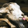 Goat Tongue paint by numbers