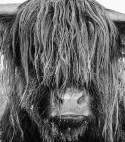 Highland Cow Face Paint By Numbers