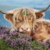 Highland Cow In The Heather Paint By Numbers