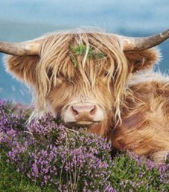 Highland Cow In The Heather Paint By Numbers