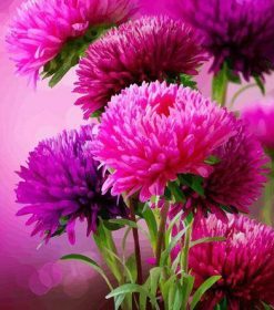 Hot Pink Aster Flowers Paint By Numbers