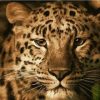 Leopard Paint By Numbers