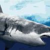 Marine Great White Shark Paint By Numbers