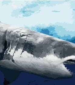 Marine Great White Shark Paint By Numbers