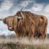 Messy Highland Cow Animal Paint By Numbers