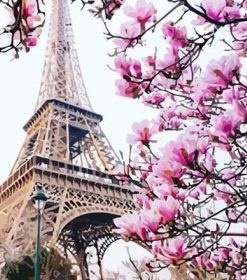 Pink Blossom in Paris Paint By Numbers
