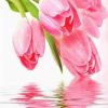 Pink Tulips Flowers Paint By Numbers