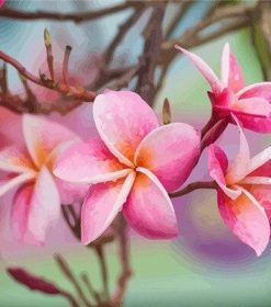 Plumeria Paint By Numbers